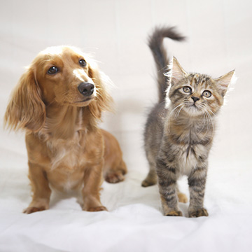 ペットフード・用品