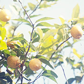 ナオライ『浄酎』