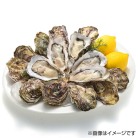 ファームスズキ 塩田熟成かき小町12コ＆牡蠣ナイフセット〈No.1-12〉