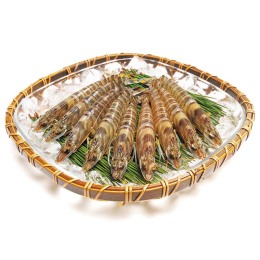 ファームスズキ 塩田育ちの活〆車海老