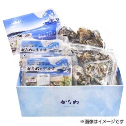 かなわのかき 生食用 むき身400gパック・ハーフシェル6コ
