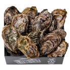 【米田海産】広島かき 加熱用 殻付かき18コ〈B-18〉