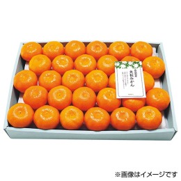 広島県産 大長みかん 60～66玉【お届け時期：11月下旬より順次】