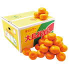 広島県産 大長みかん 10kg【お届け時期：11月下旬より順次】