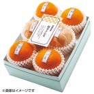 愛媛県産 紅まどんな 10～12玉【お届け時期：12月中旬～12月下旬】