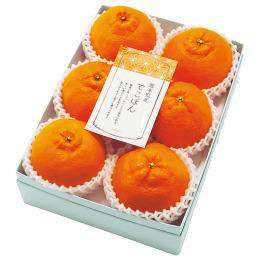 熊本県産 でこぽん 5～6玉【お届け時期：12月10日頃～12月25日頃】