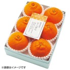 熊本県産 でこぽん 10～12玉【お届け時期：12月10日頃～12月25日頃】