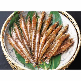 熊本県産 活き車海老500g