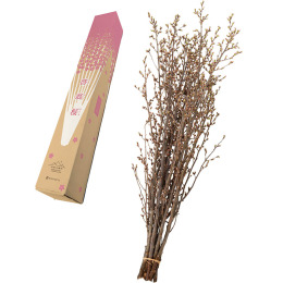 【山形の極み】啓翁桜（けいおうざくら）