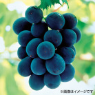 三次ピオーネ 2房【お届け時期：7月中旬～8月上旬まで】