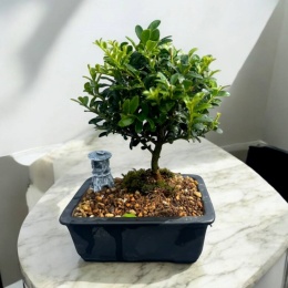 【Wabisabi.jp】寂州景（Sabisuke）