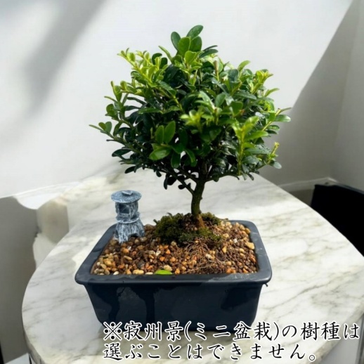 Wabisabi.jp】侘水景（Wabisuke）＆ 寂州景（Sabisuke）セット - 福屋