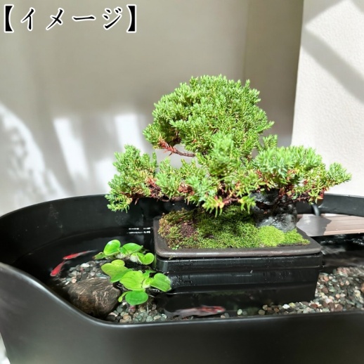 Wabisabi.jp】侘水景（Wabisuke）＆ 寂州景（Sabisuke）セット - 福屋