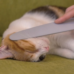 【ワタオカ】ねこじゃすり