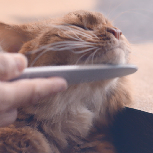 リクエスト専用　青いお花　氷　猫　5個セット OFT 【ハロウィンセール開催中~11/3】 [猫トイレ HY cat