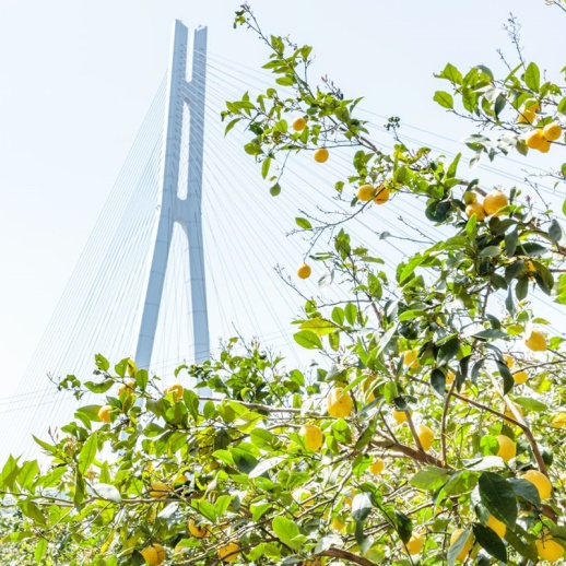 ハンドベル】瀬戸内レモンジュエリー/瀬戸内レモンカシュー セット3