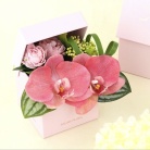 【パレフローラ】胡蝶蘭ギフトBOX　ピンク