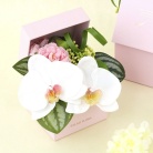 【パレフローラ】胡蝶蘭ギフトBOX　ホワイト